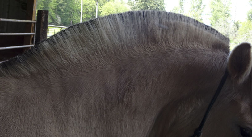 Mane before trimming, showing "shadow" line